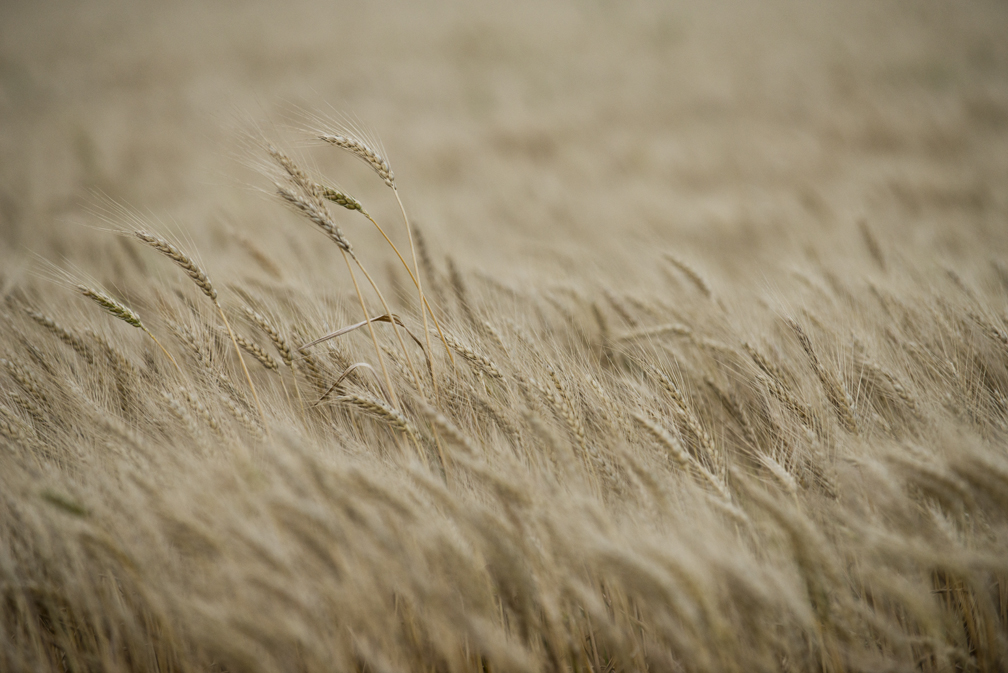 Spring Wheat Crop
