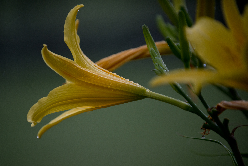 Yellow Lily & Water Drops