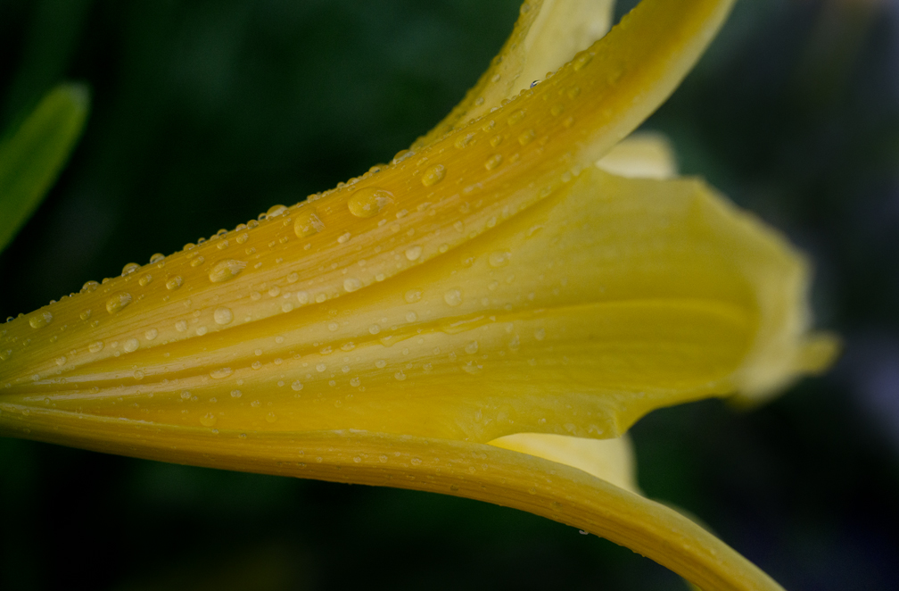 Yellow Lily & Water Drops