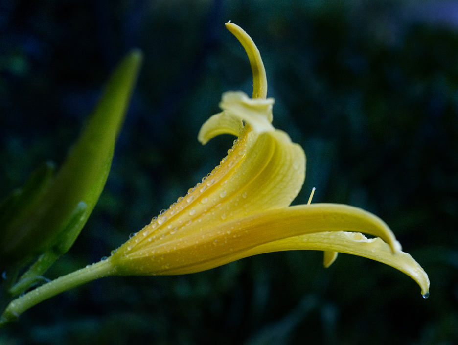 Yellow Lily & Water Drops
