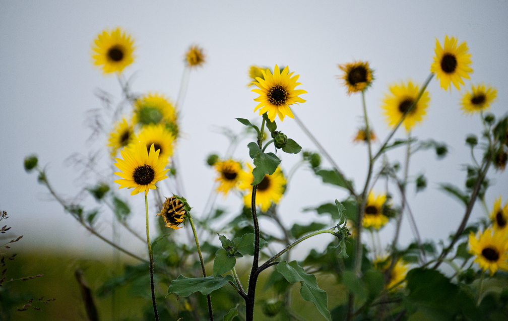 2016 June Sunflowers
