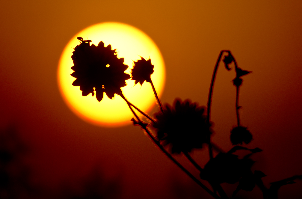 2016 June Sunflowers