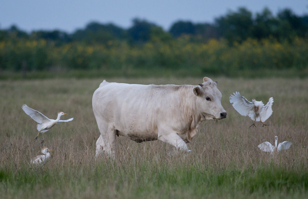 Cattle & Egrets