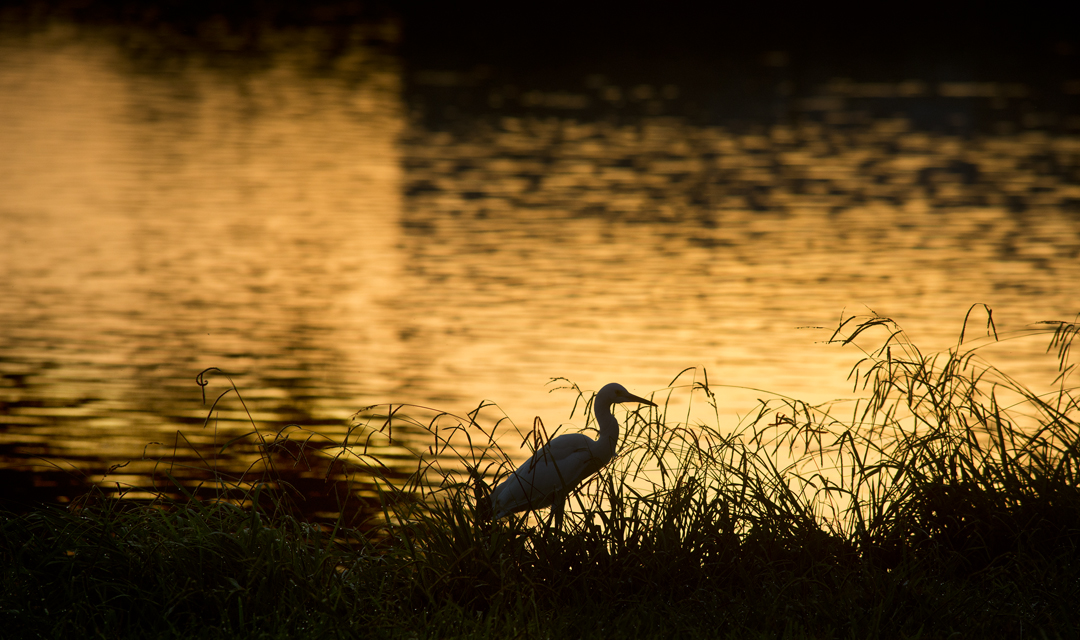 Early Morning at Rookery