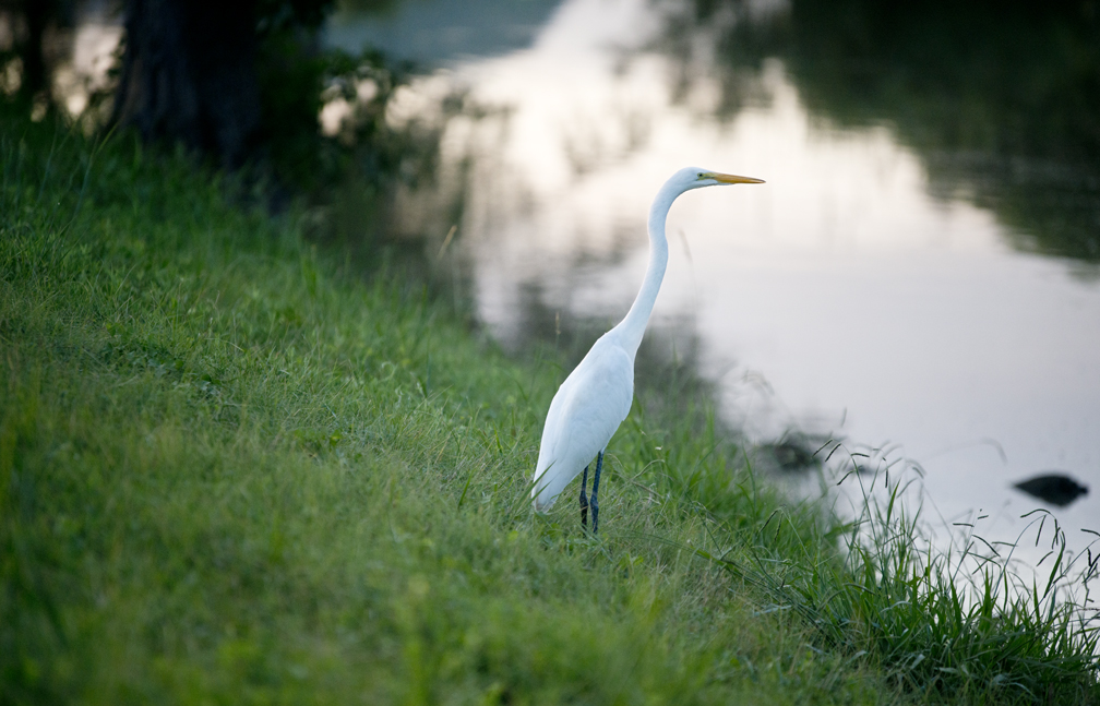 Early Morning at Rookery