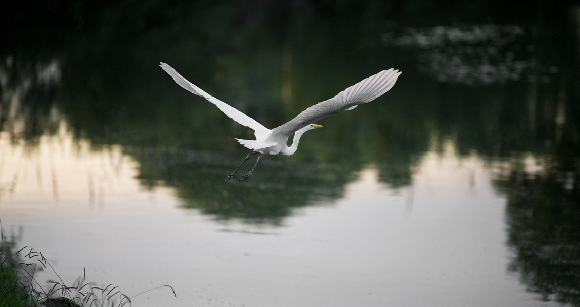 Early Morning at Rookery