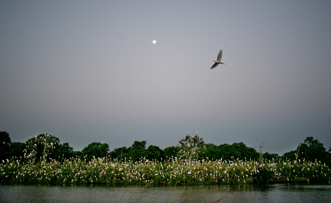 Early Morning at Rookery