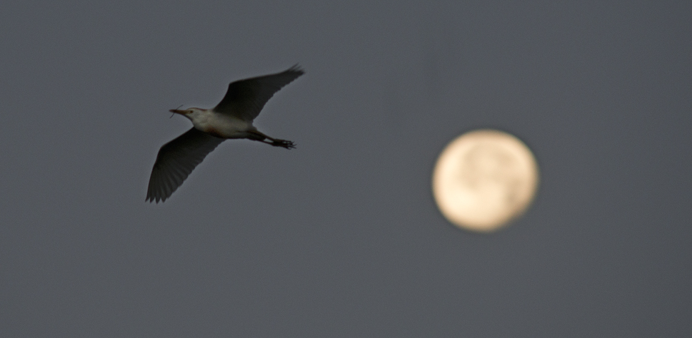 Early Morning at Rookery