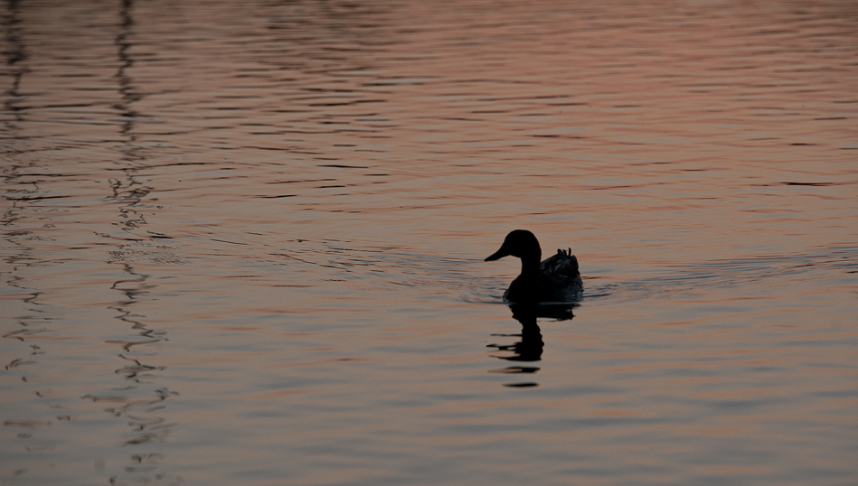 Early Morning at Rookery