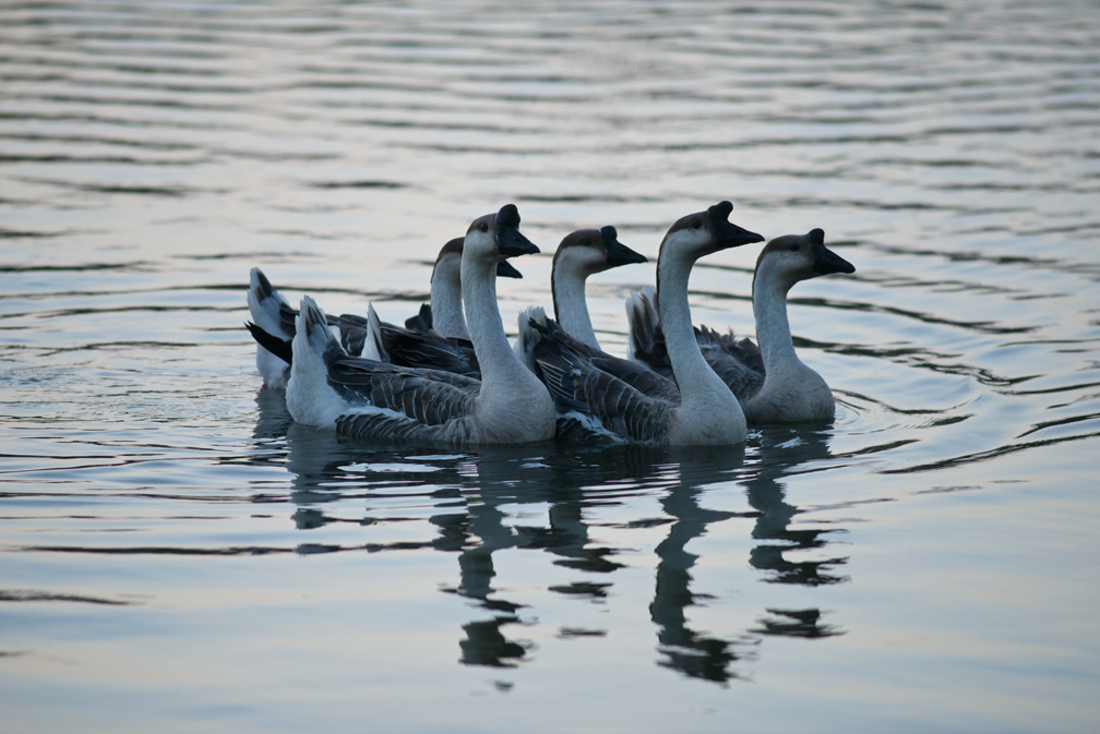 Early Morning at Rookery