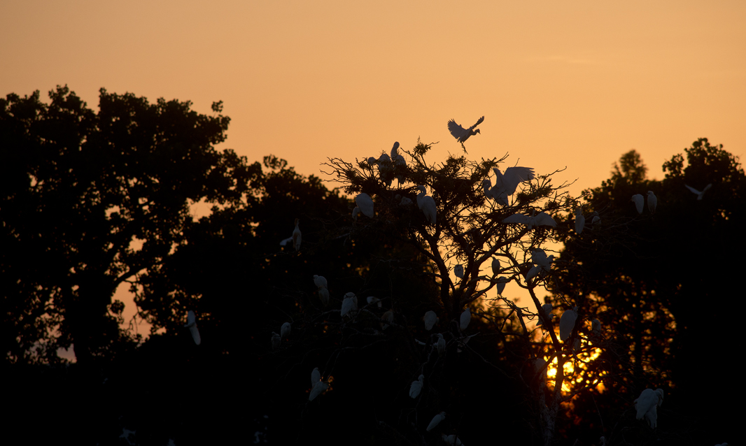 Early Morning at Rookery