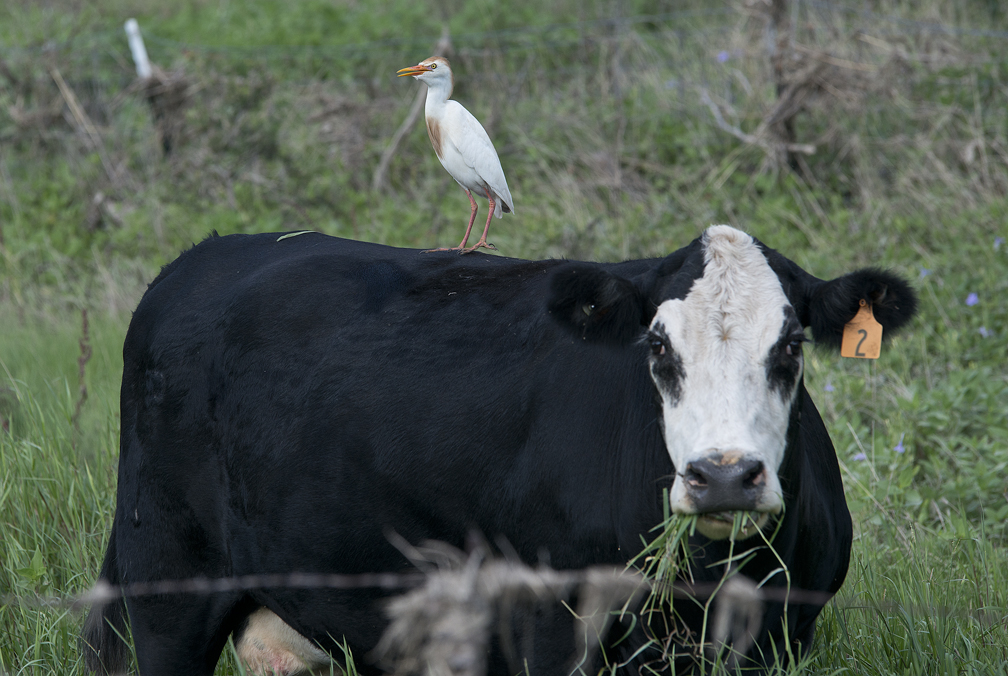 Egret on Cow's Back
