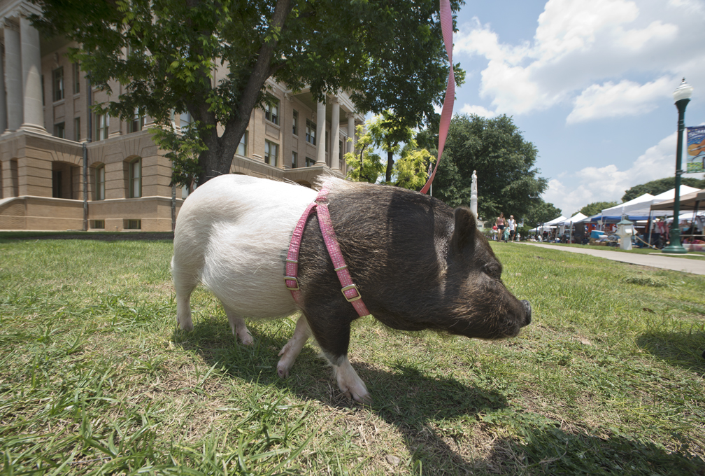 June Market Days