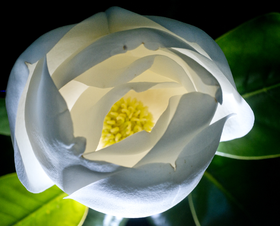 Magnolia Blooms