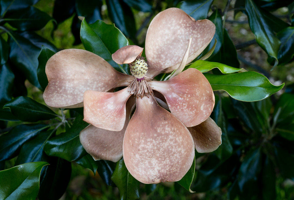 Magnolia Blooms