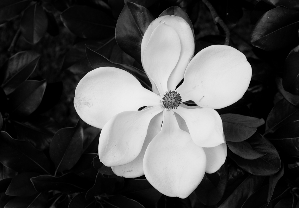 Magnolia Blooms