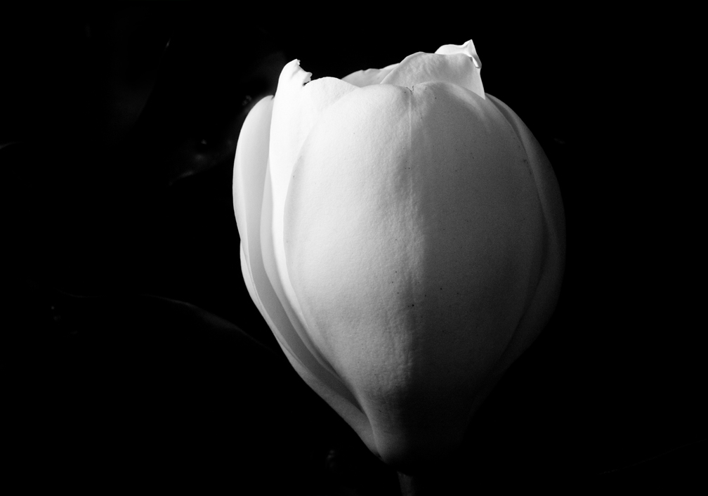 Magnolia Blooms