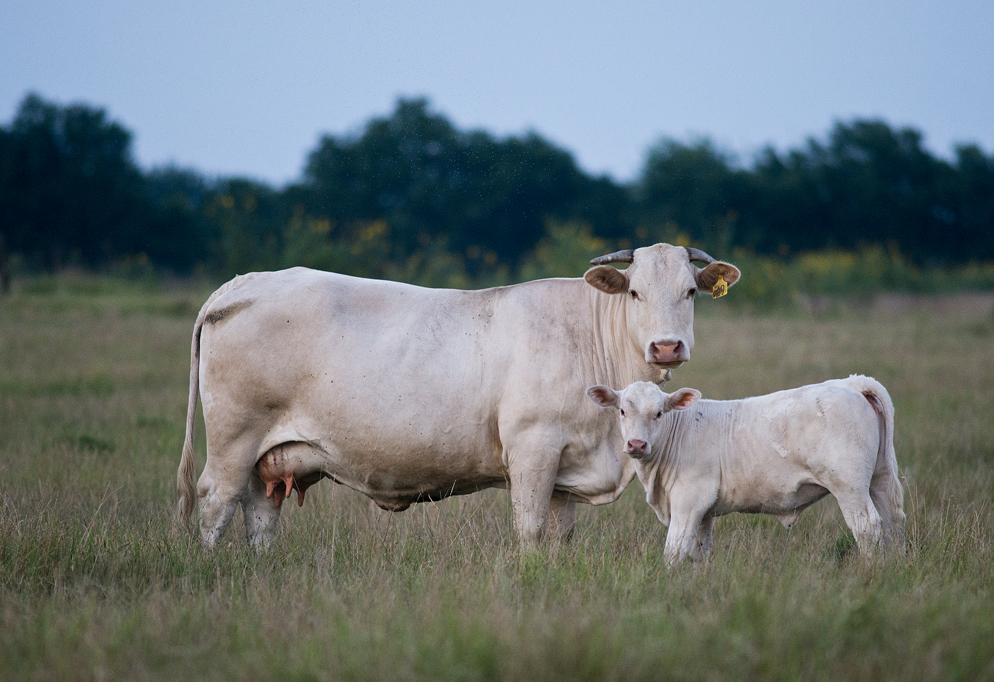 Cattle & Egrets