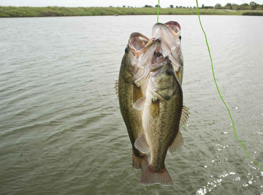 Fish-a-rama