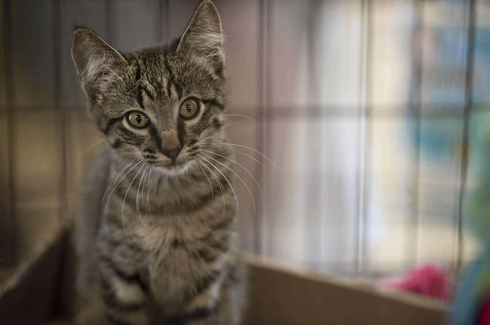 A kitten looking for a home.