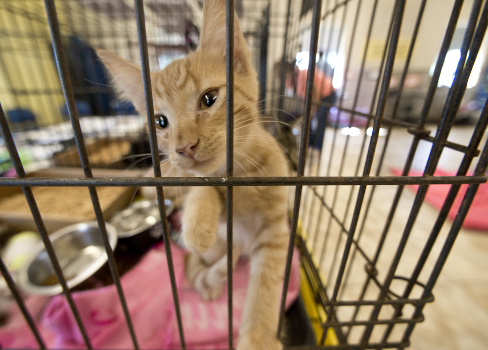 The shelter had an abundance of kittens needing forever homes.