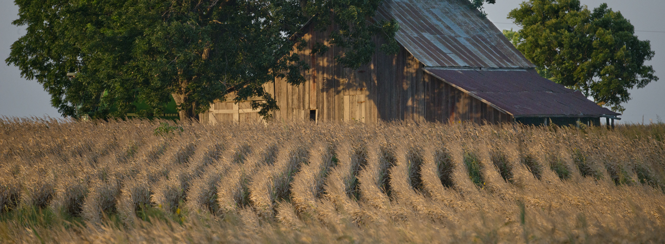 Corn Fields on C.R. 418