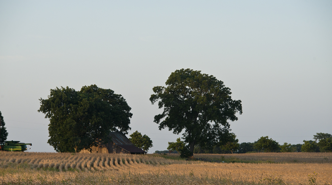 Corn Fields on C.R. 418