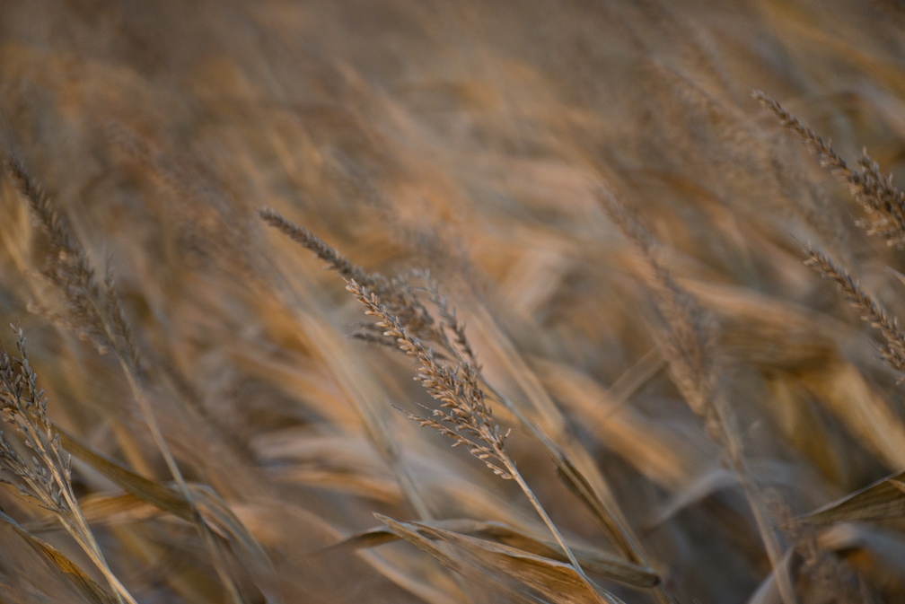 Corn Fields on C.R. 418