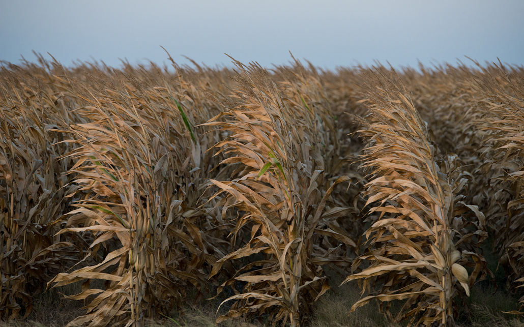 Corn Fields on C.R. 418