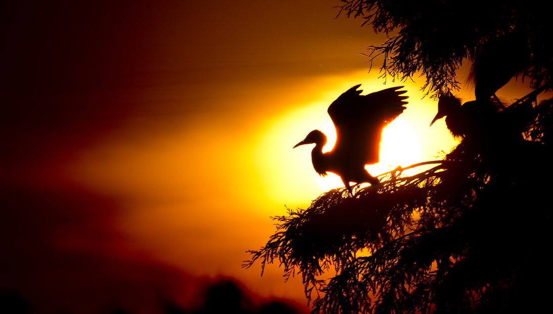Egrets at Sunset