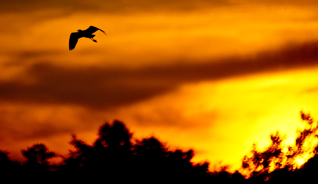 Egrets at Sunset
