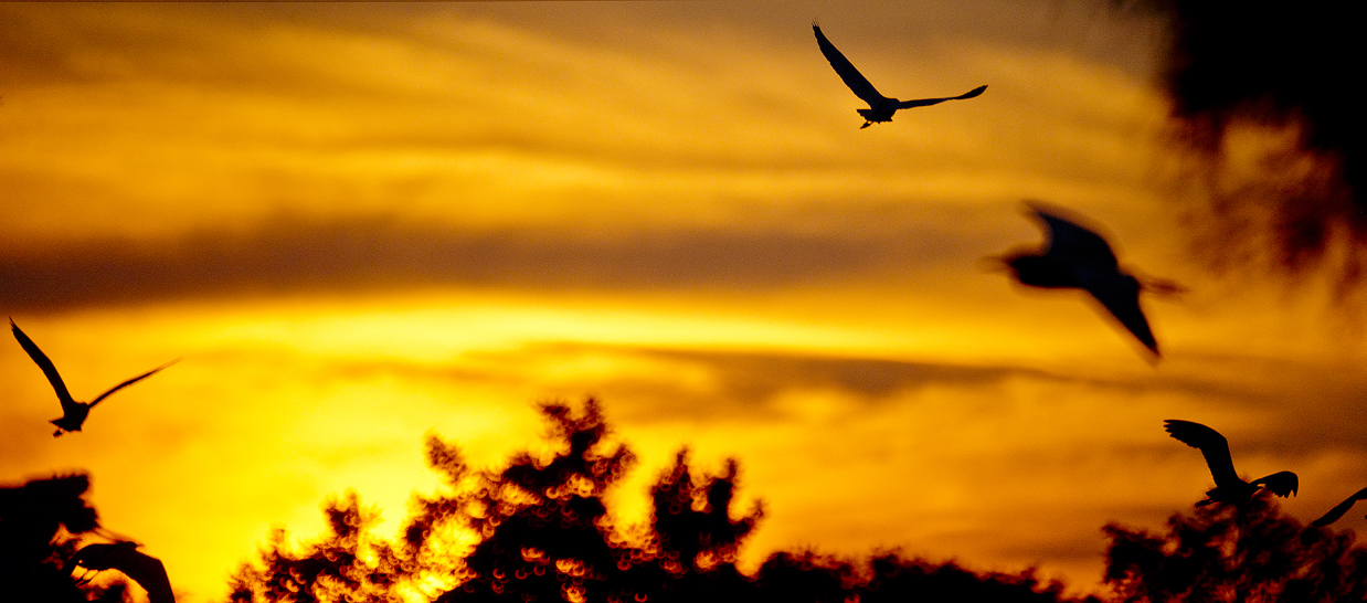 Egrets at Sunset