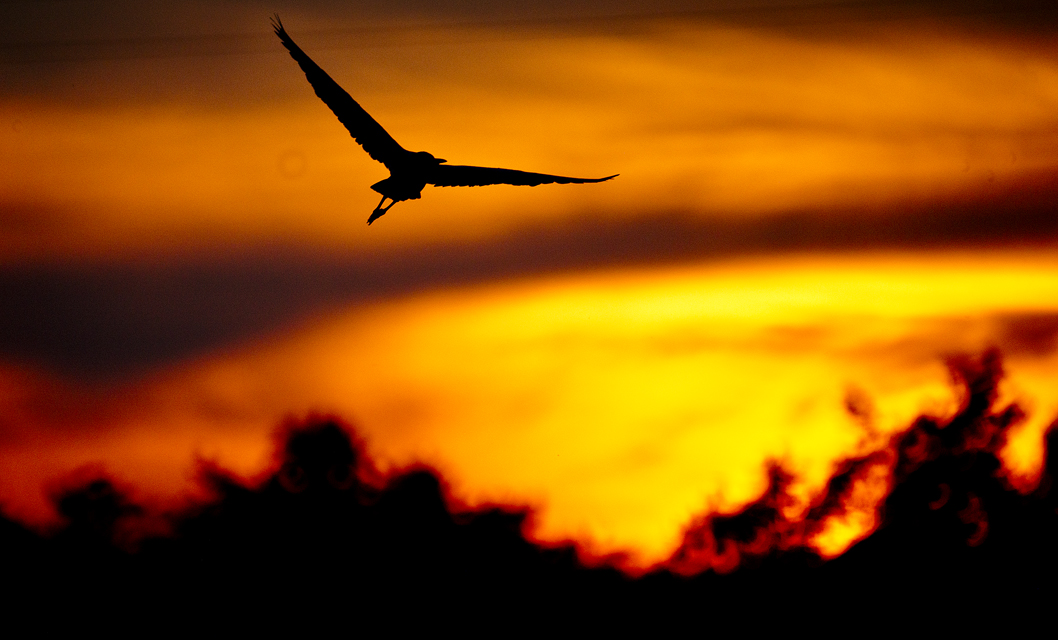 Egrets at Sunset