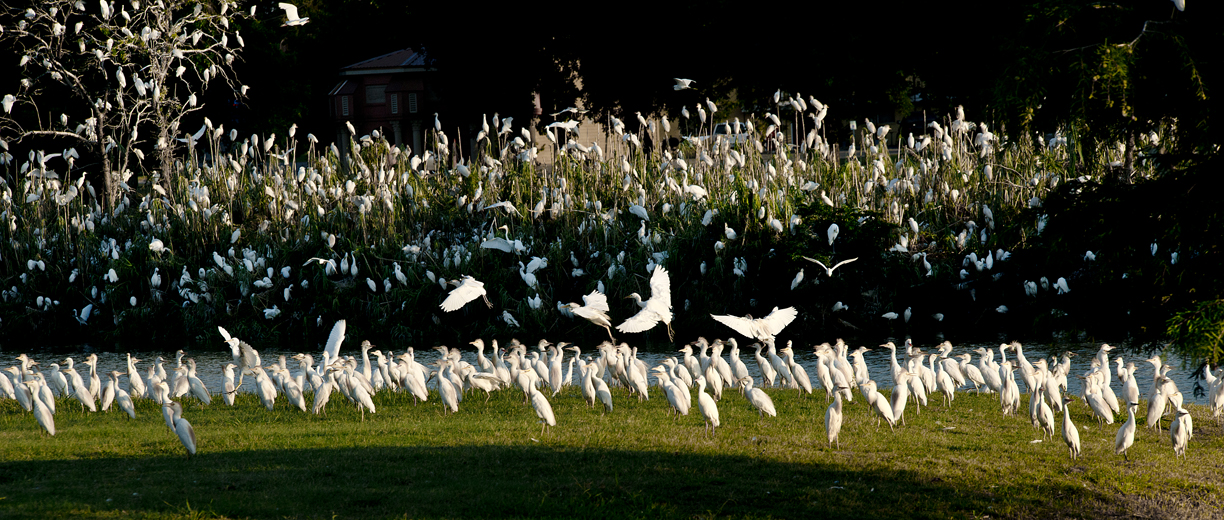 Egrets at Sunset