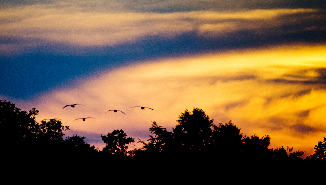 Egrets at Sunset