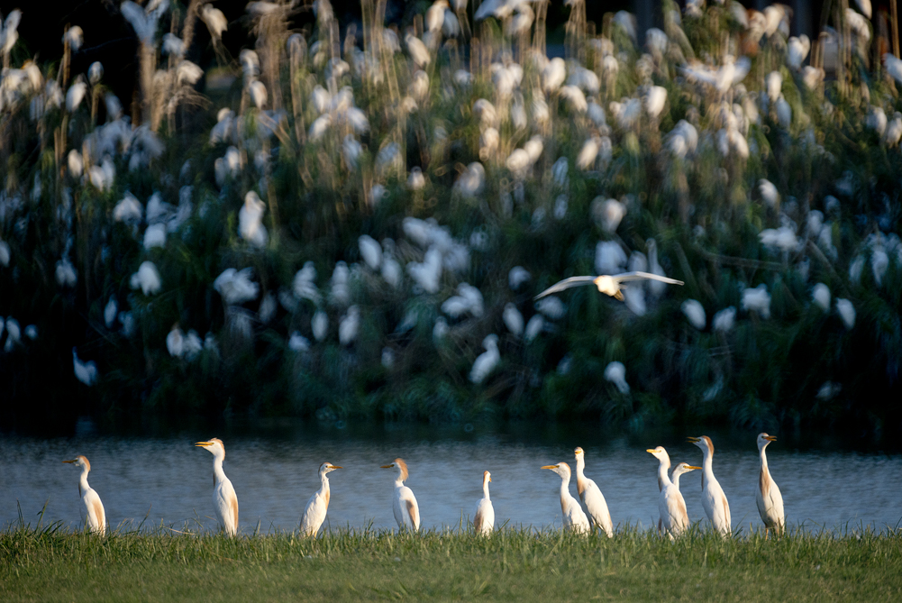 Egrets at Sunset