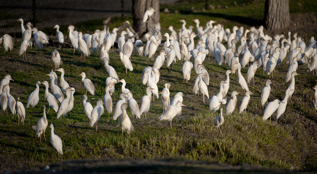 Egrets at Sunset