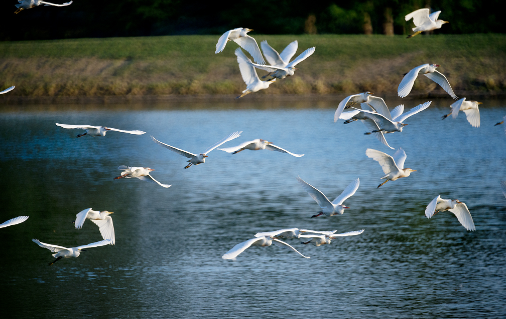 Egrets at Sunset