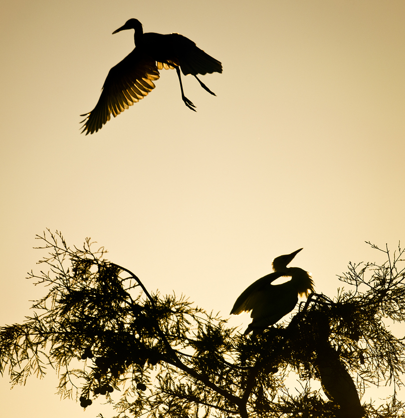 Egrets at Sunset