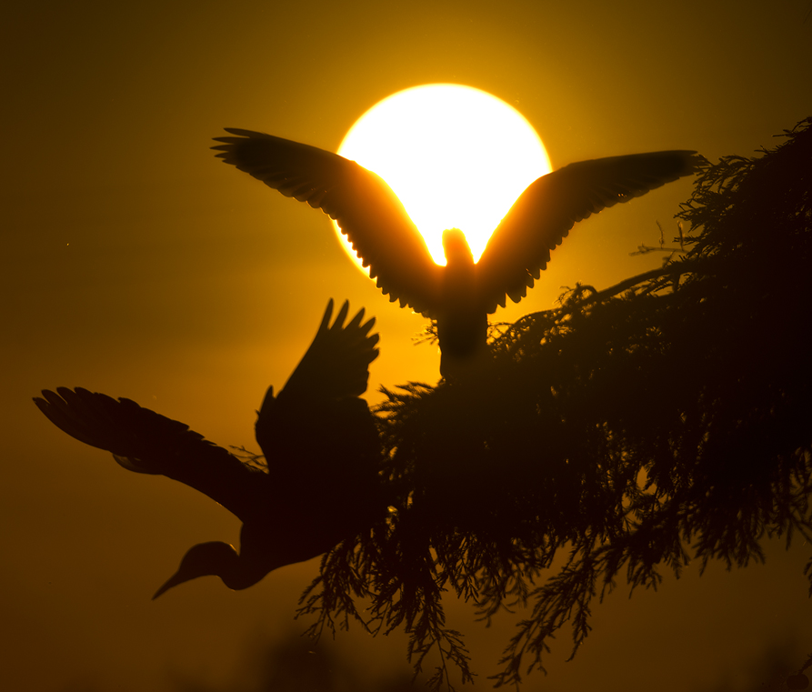 Egrets at Sunset