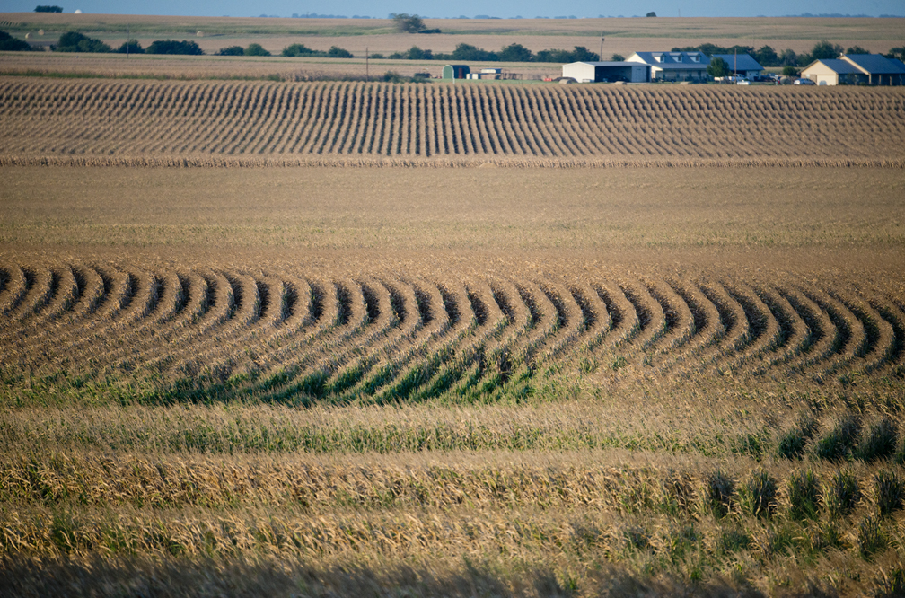 160713 EAST WILLIAMSON COUNTY, TEXAS: Corn fields dominate the landscape along County Road 127, near County Road 192 on Wednesday, July 13, 2016. Photo by Andy Sharp. 002
