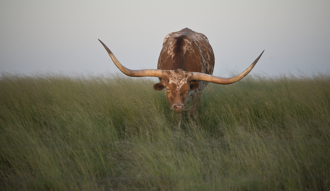 Grazing Longhorn