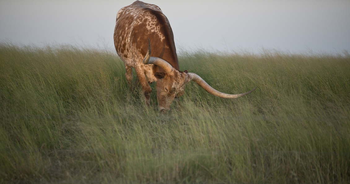Grazing Longhorn