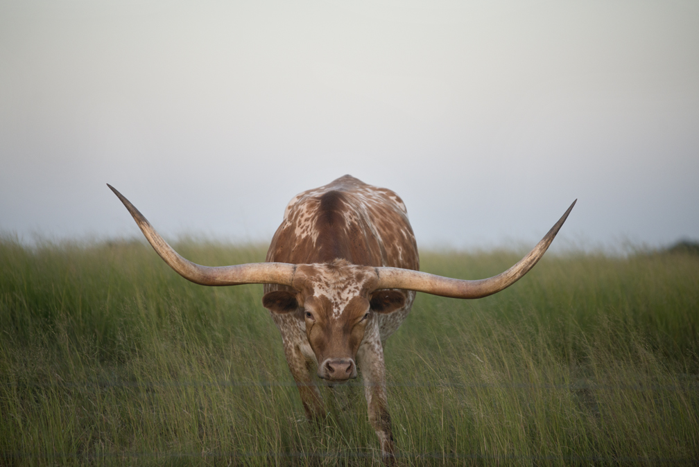 Grazing Longhorn