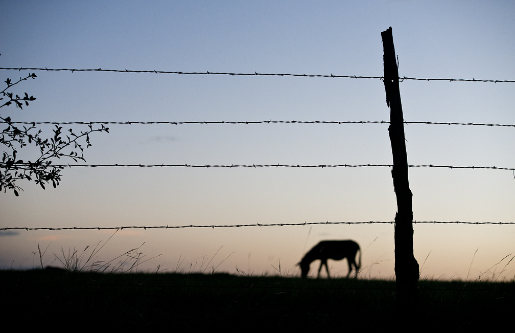 Grazing at Sunset
