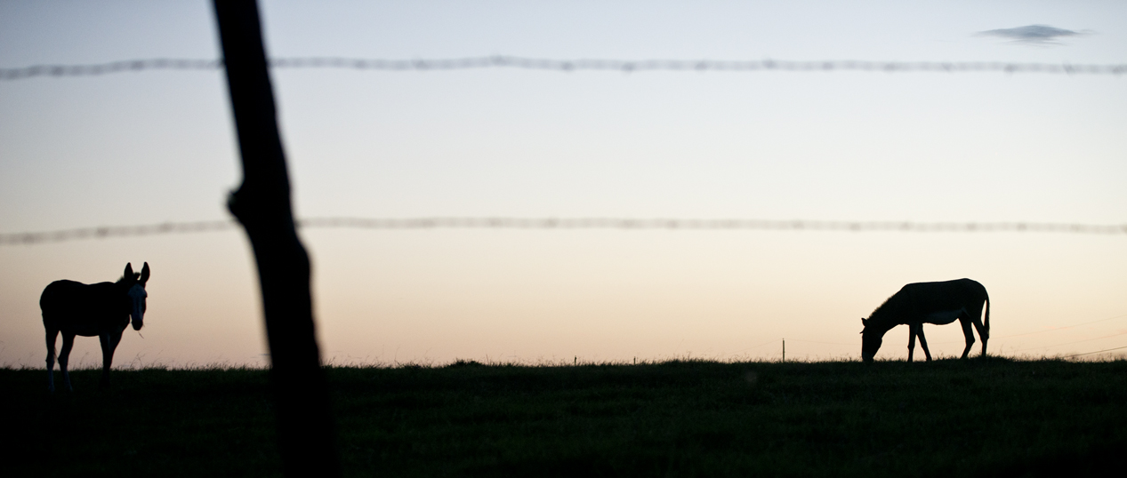 Grazing at Sunset