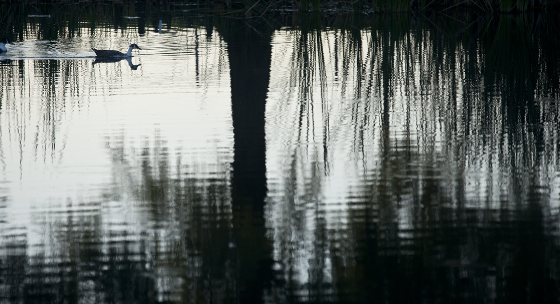 Morning Light @ Bull Branch Park