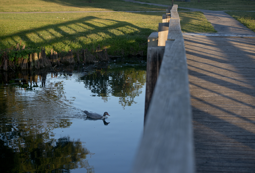 Morning Light @ Bull Branch Park