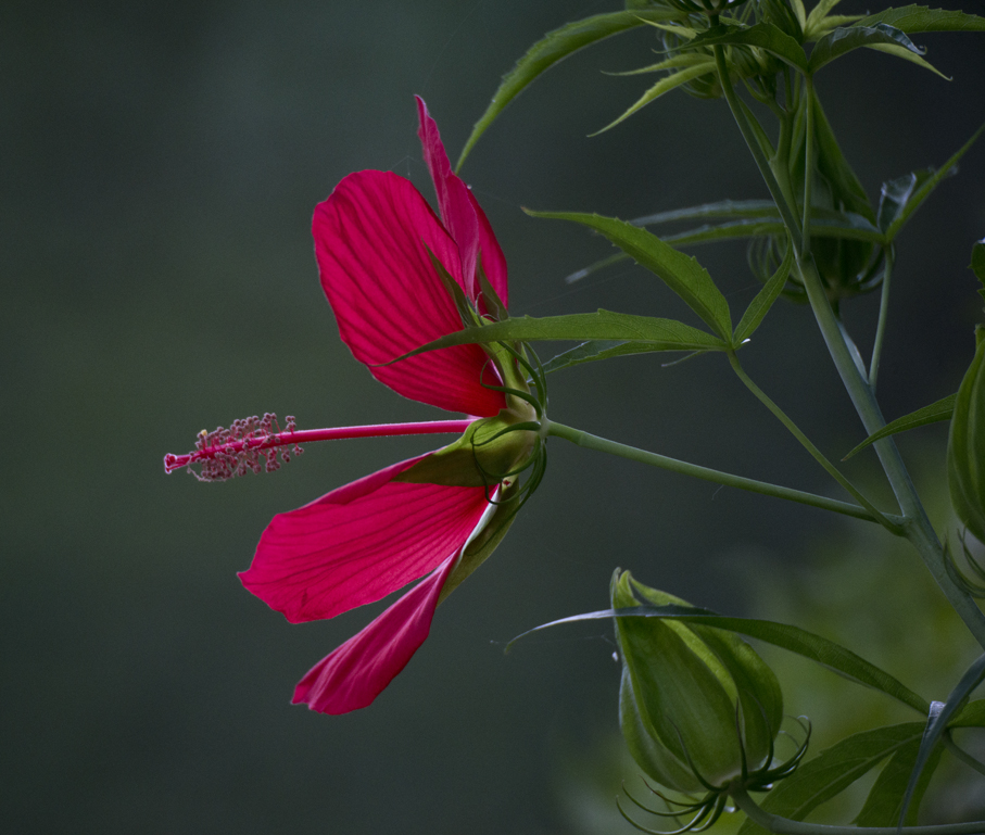 Texas Star Hibiscus