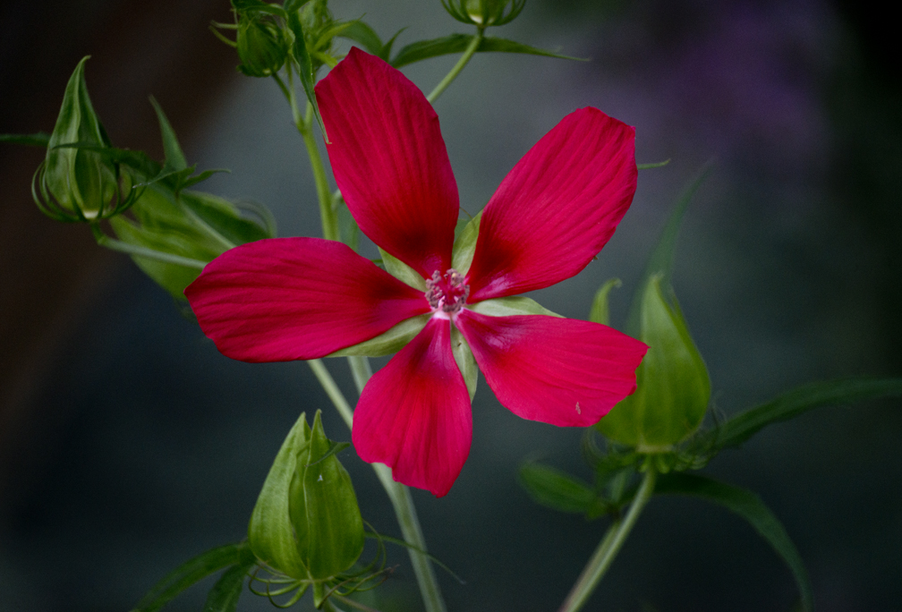 Texas Star Hibiscus